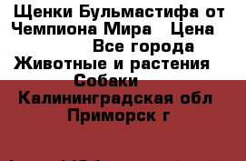 Щенки Бульмастифа от Чемпиона Мира › Цена ­ 1 000 - Все города Животные и растения » Собаки   . Калининградская обл.,Приморск г.